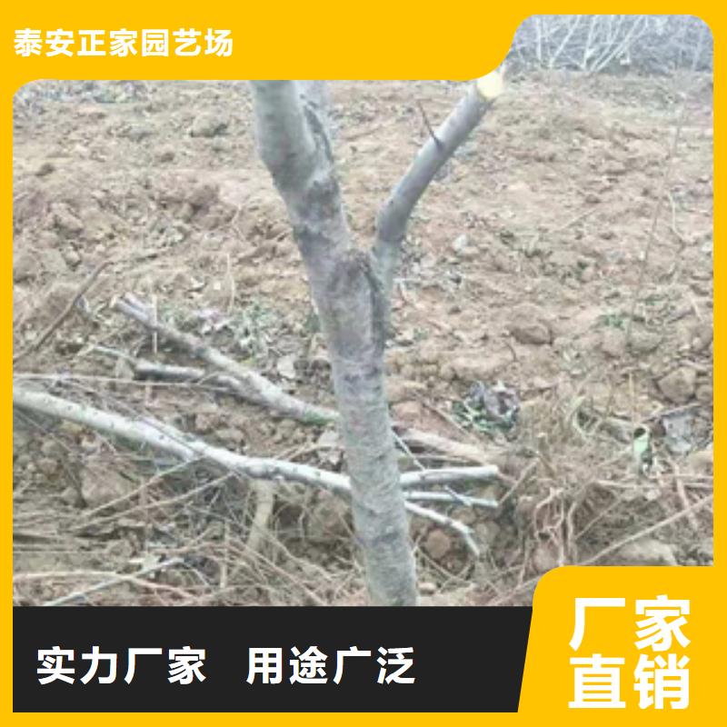 桃树泰山景松 造型景松多年经验值得信赖