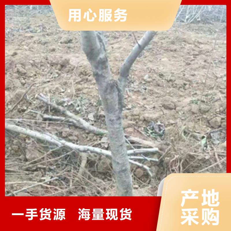 桃树泰山景松 造型景松多年经验值得信赖