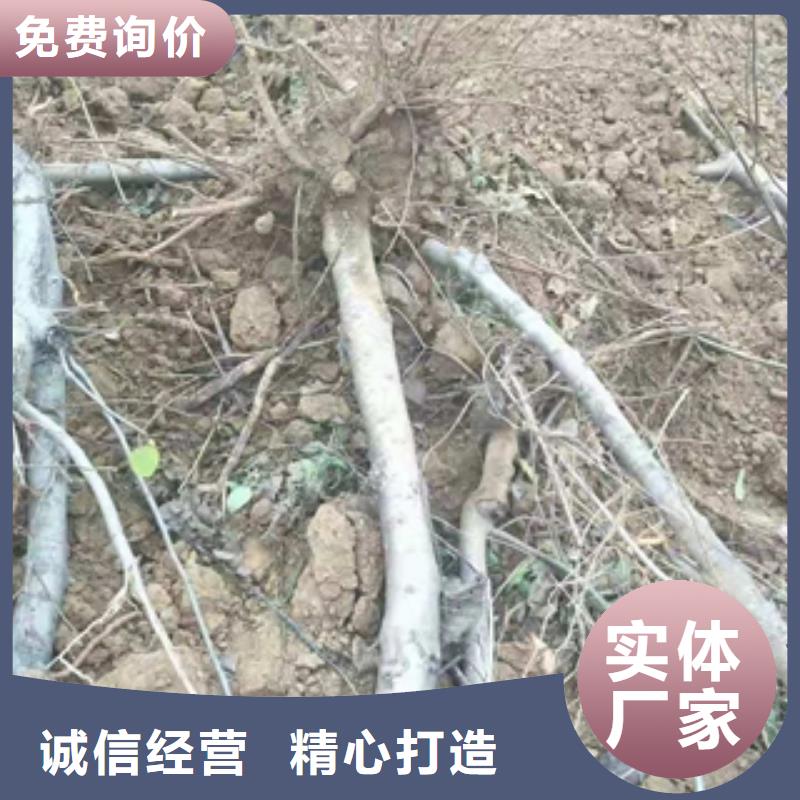 桃树泰山景松 造型景松多年经验值得信赖