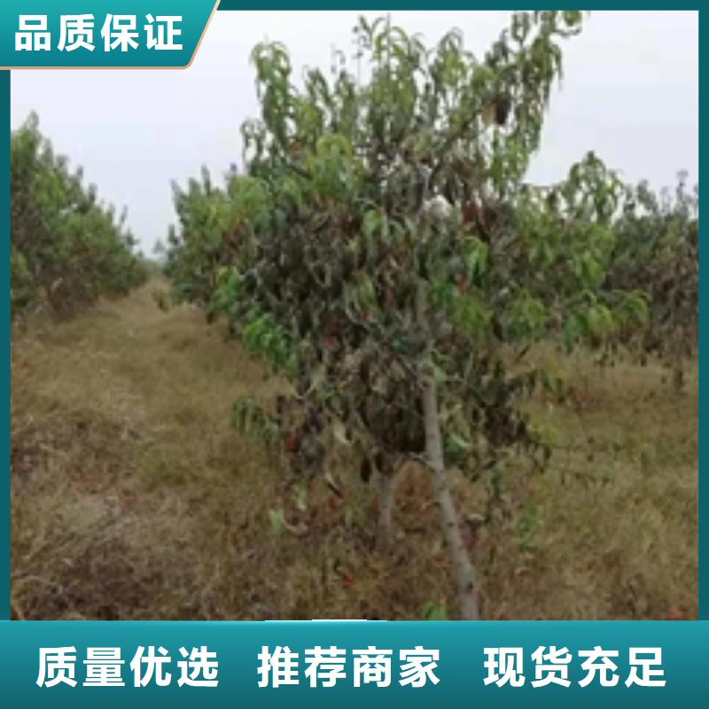 桃树泰山景松 造型景松多年经验值得信赖