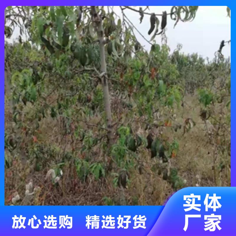 桃树泰山景松 造型景松多年经验值得信赖