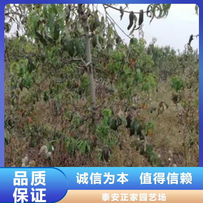 桃树泰山景松 造型景松多年经验值得信赖