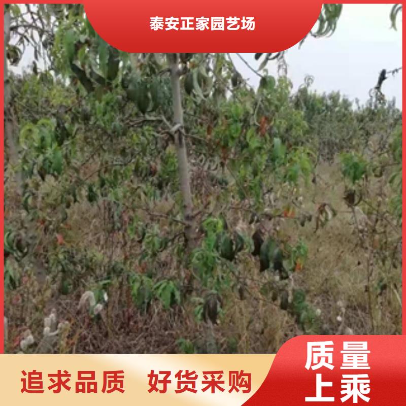 桃树泰山景松 造型景松多年经验值得信赖