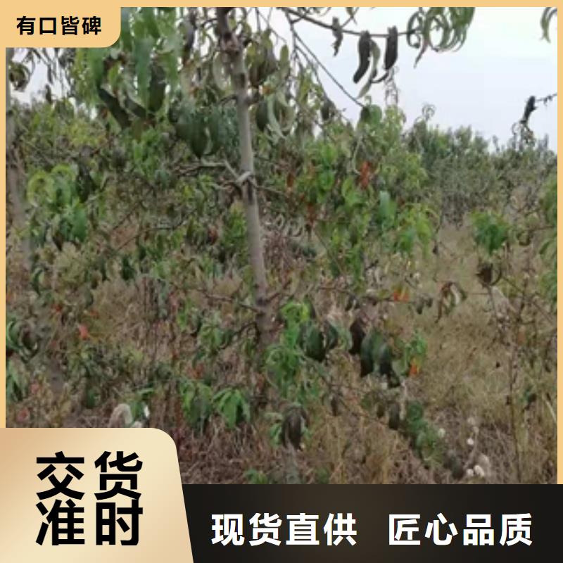 桃树泰山景松 造型景松多年经验值得信赖