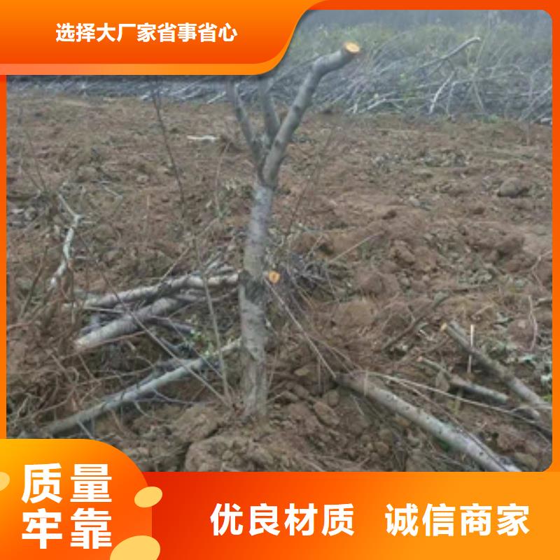 桃树泰山景松 造型景松多年经验值得信赖