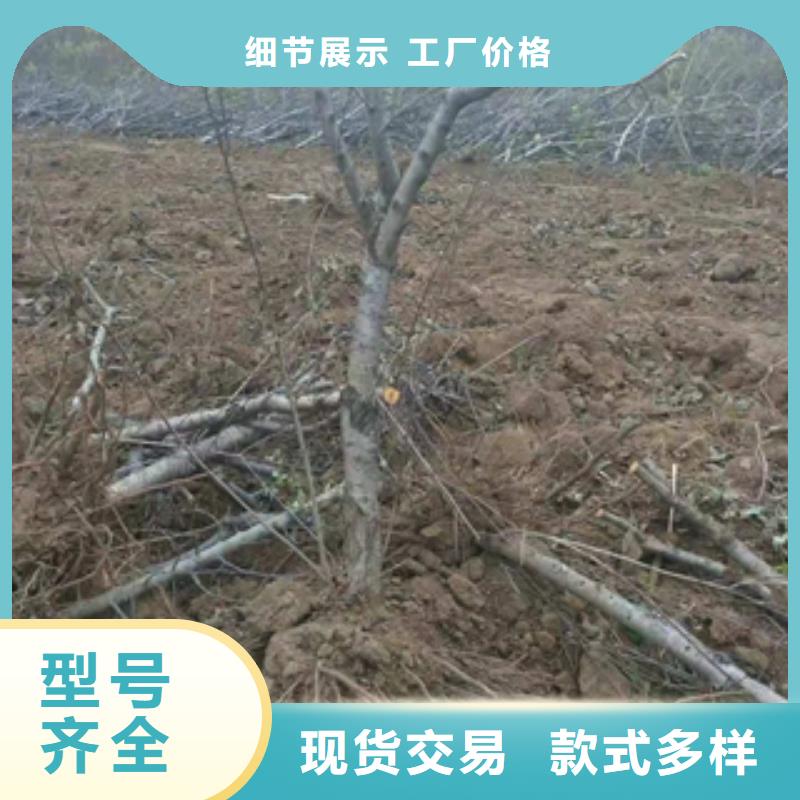桃树泰山景松 造型景松多年经验值得信赖