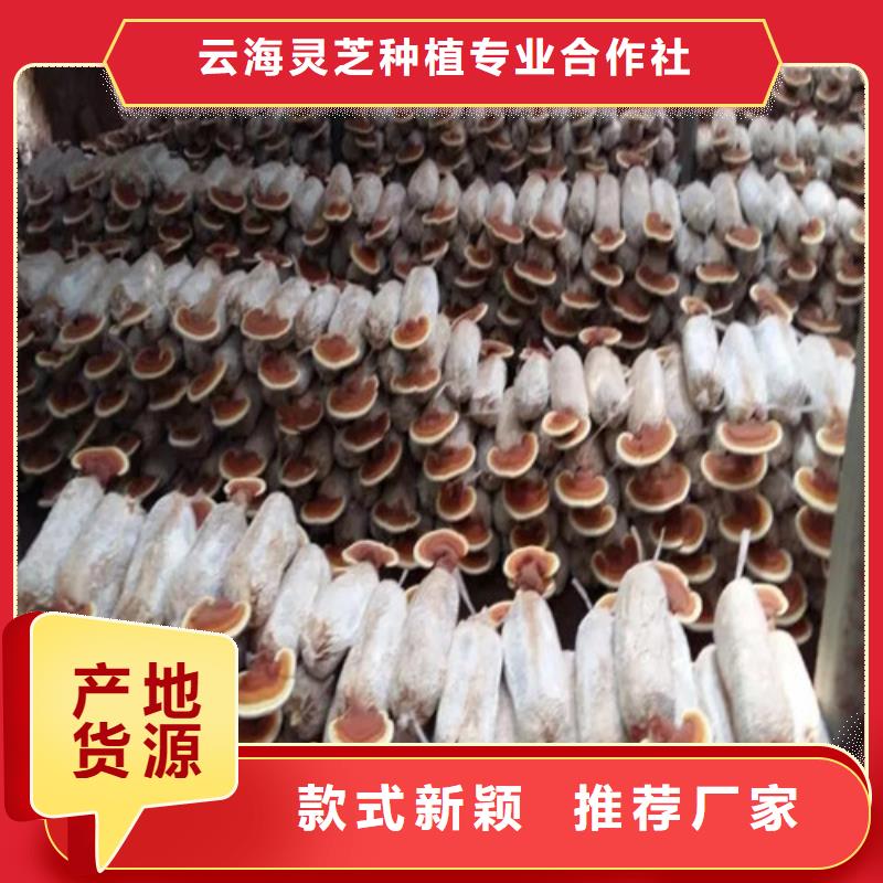 灵芝破壁孢子粉货真价实