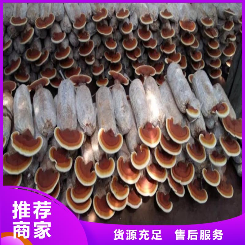 灵芝孢子粉代工厂制作公司