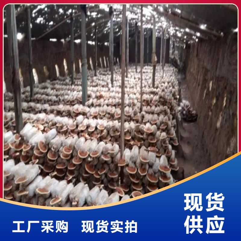 破壁孢子粉性能可靠