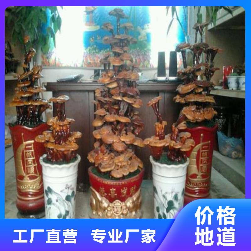 破壁灵芝孢子粉海量货源