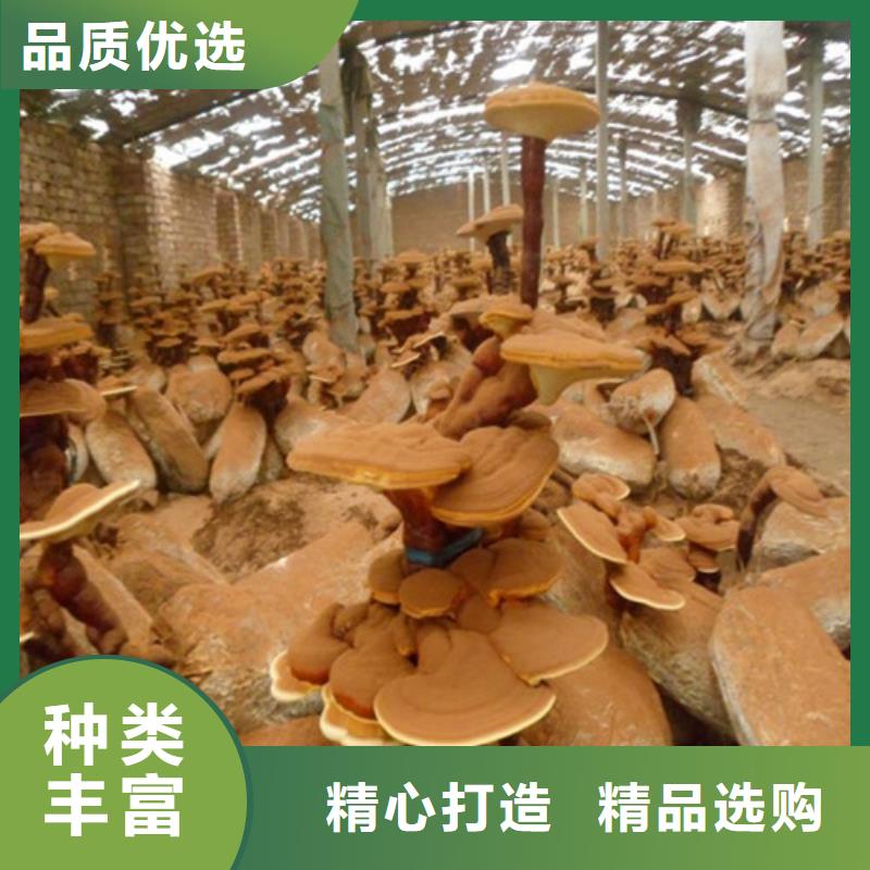 灵芝炖汤生产基地