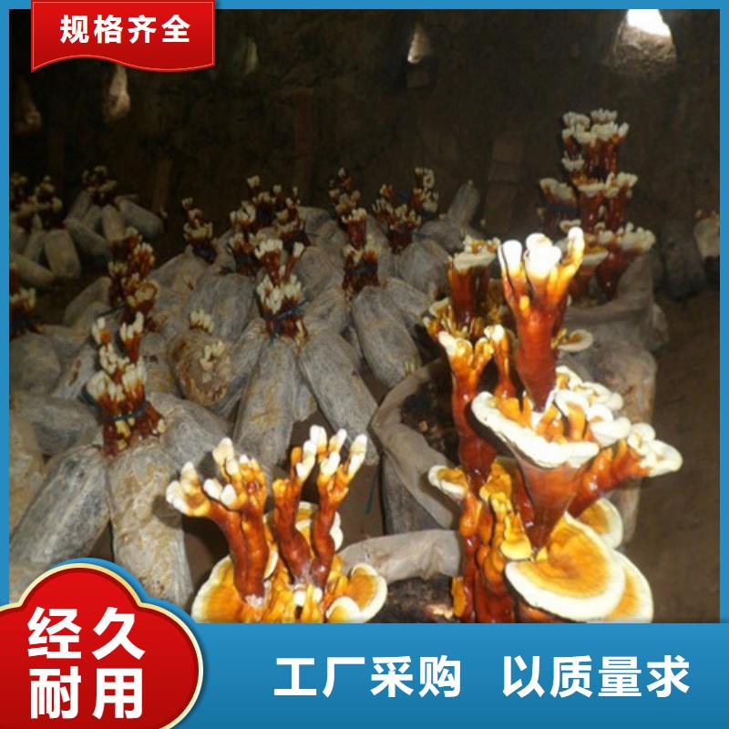 灵芝炖汤生产基地