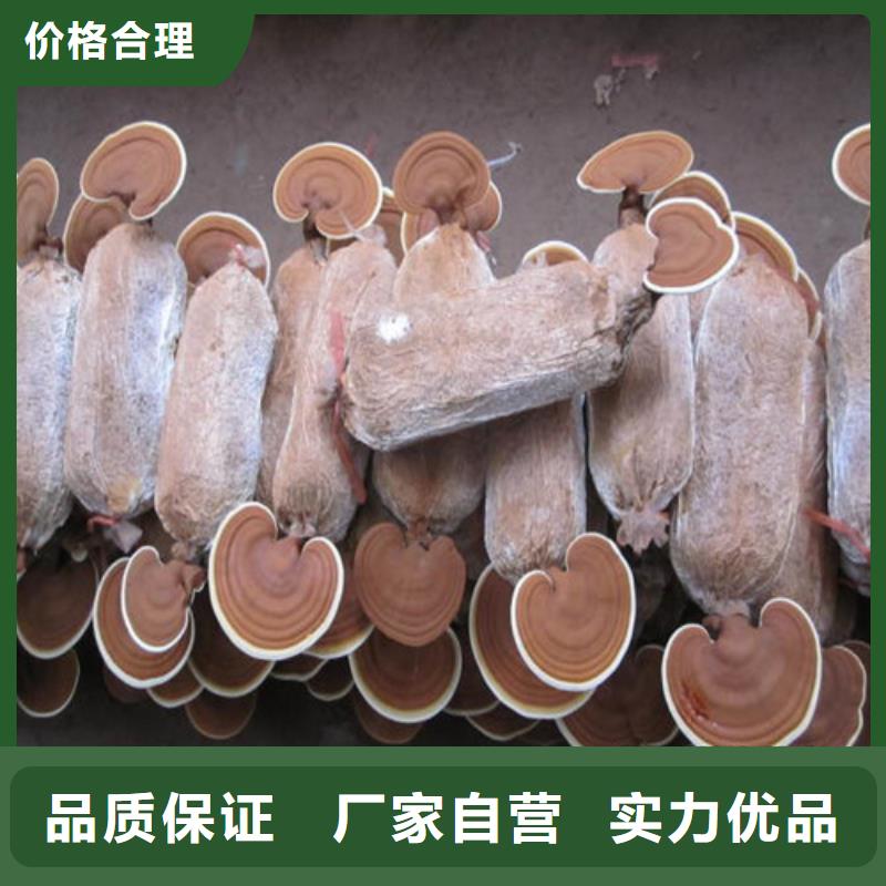 破壁灵芝孢子粉海量货源