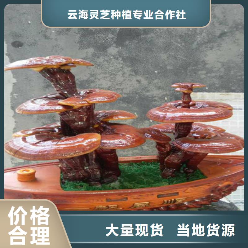 灵芝基地哪里找到