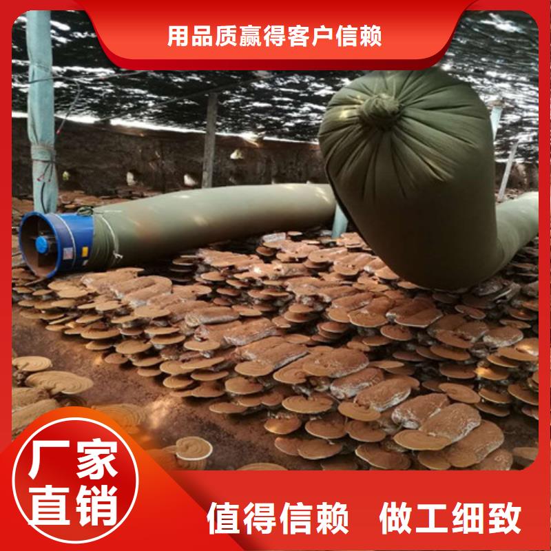 本地灵芝供应商