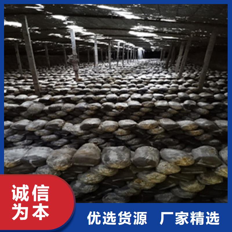 灵芝基地哪里找到