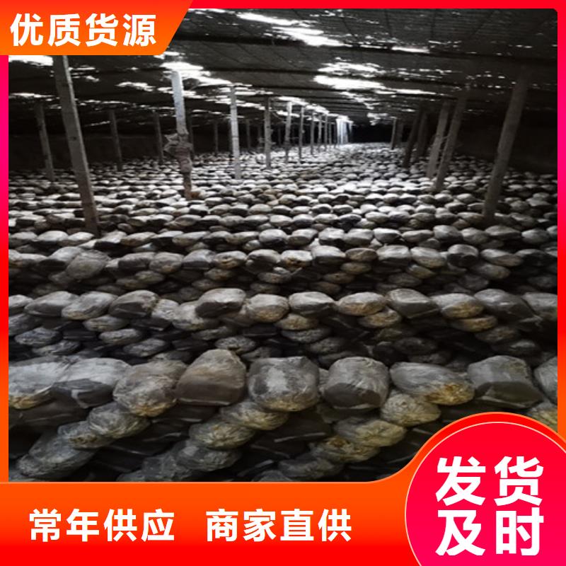 赤灵芝和灵芝的区别值得信赖