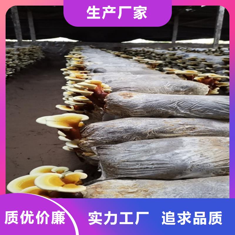 赤灵芝和灵芝的区别值得信赖