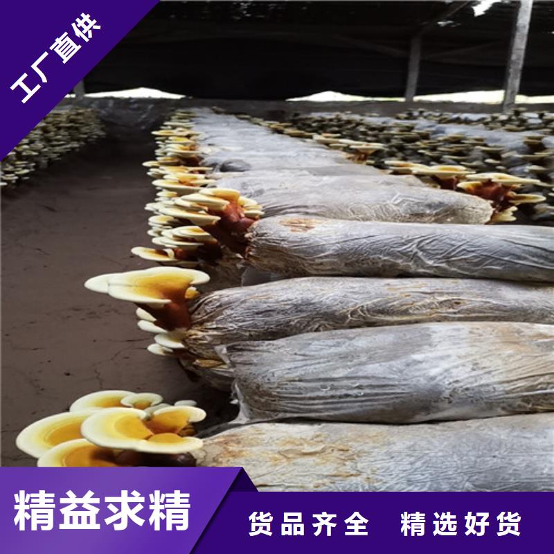 本地灵芝供应商