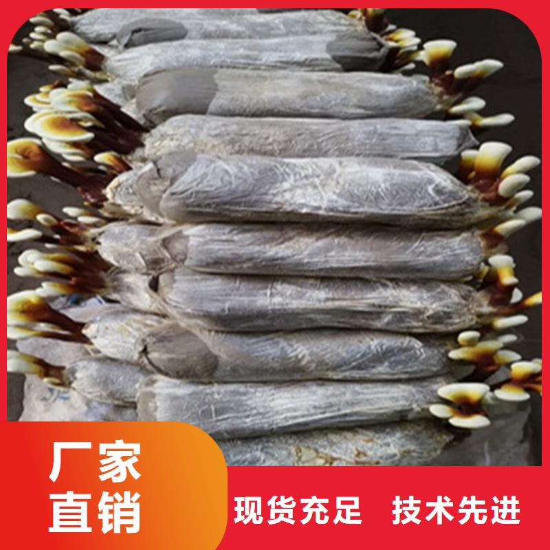 本地灵芝供应商