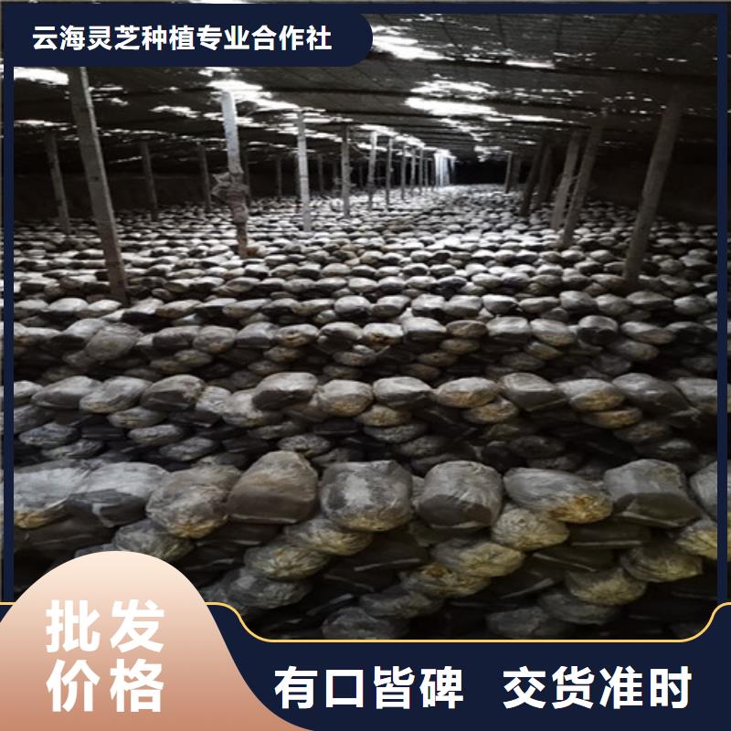 灵芝炖汤生产基地