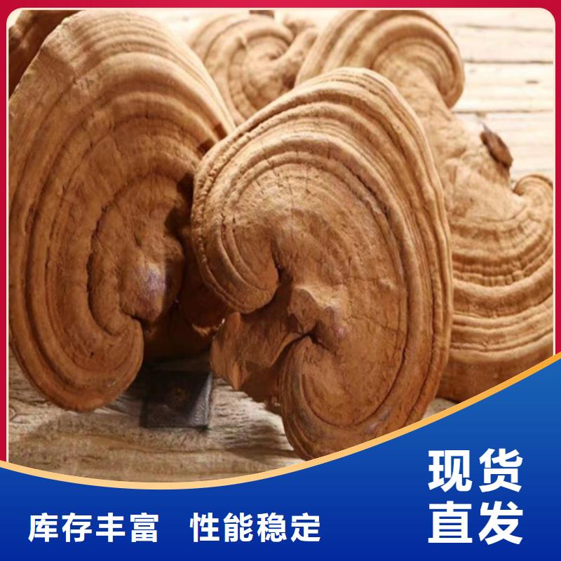 灵芝破壁孢子粉质量可靠