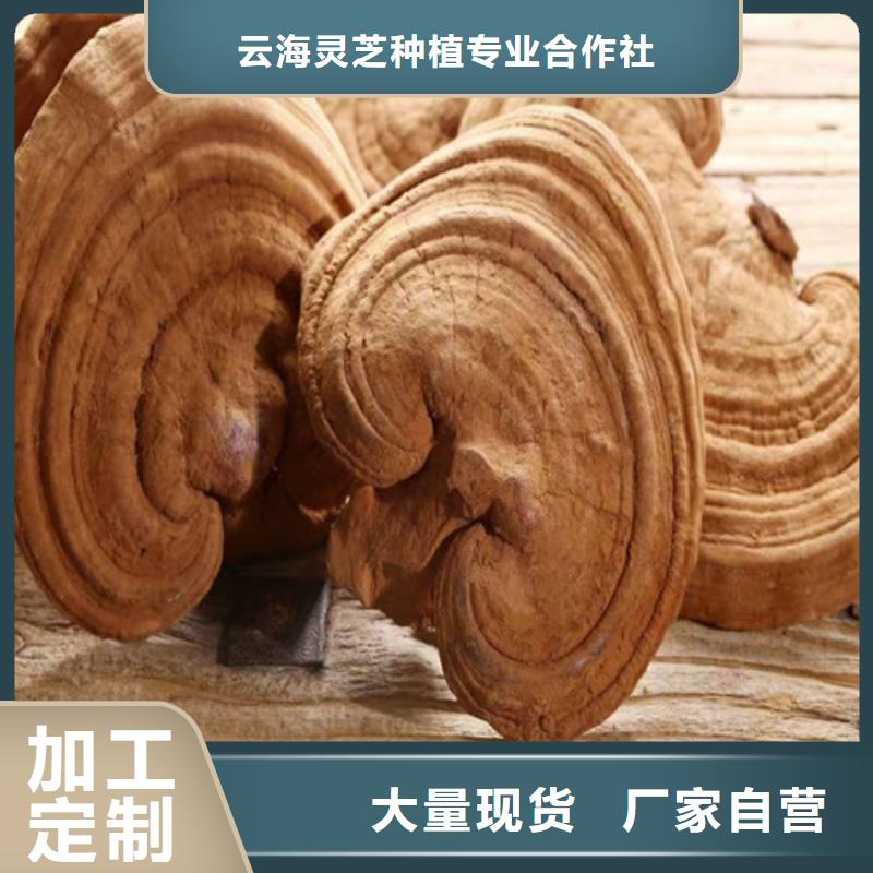 赤灵芝全国发货