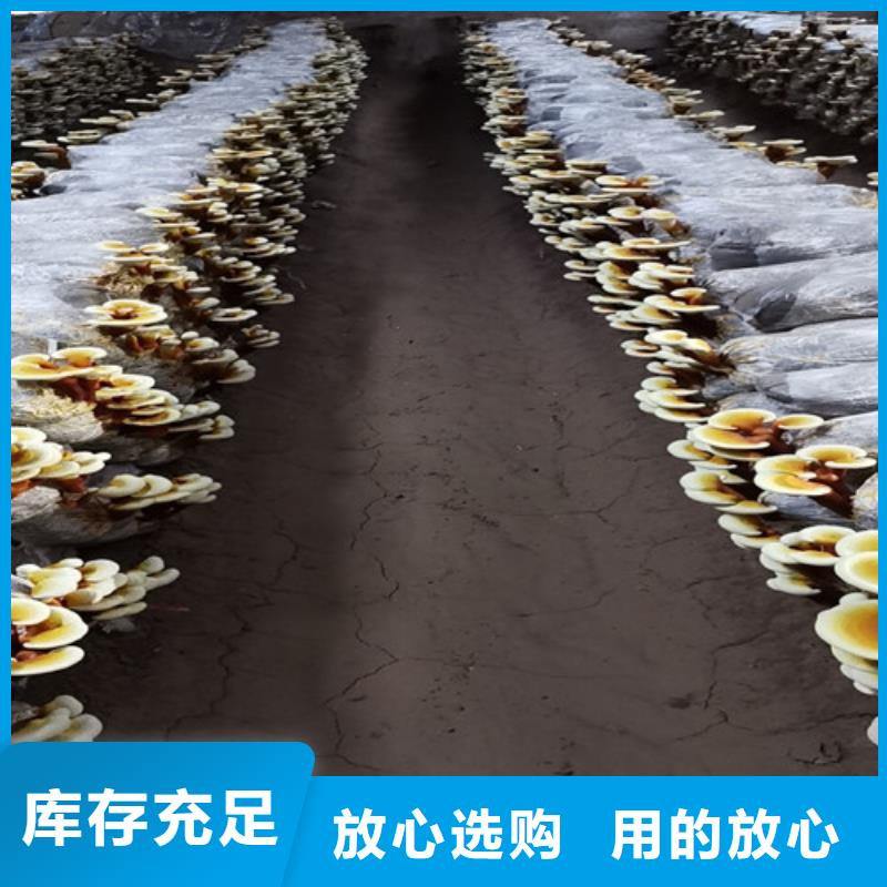 赤灵芝孢子的功效与主治定制价格