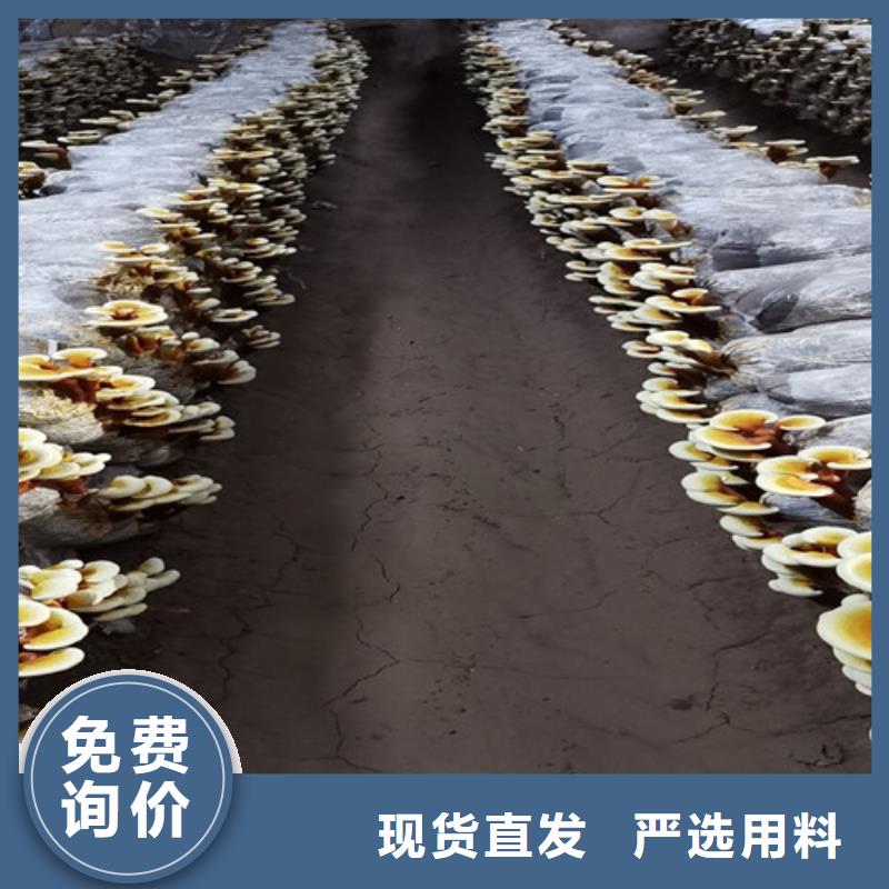 黑灵芝的功效与作用欢迎订购