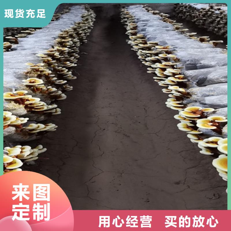 赤灵芝全国发货