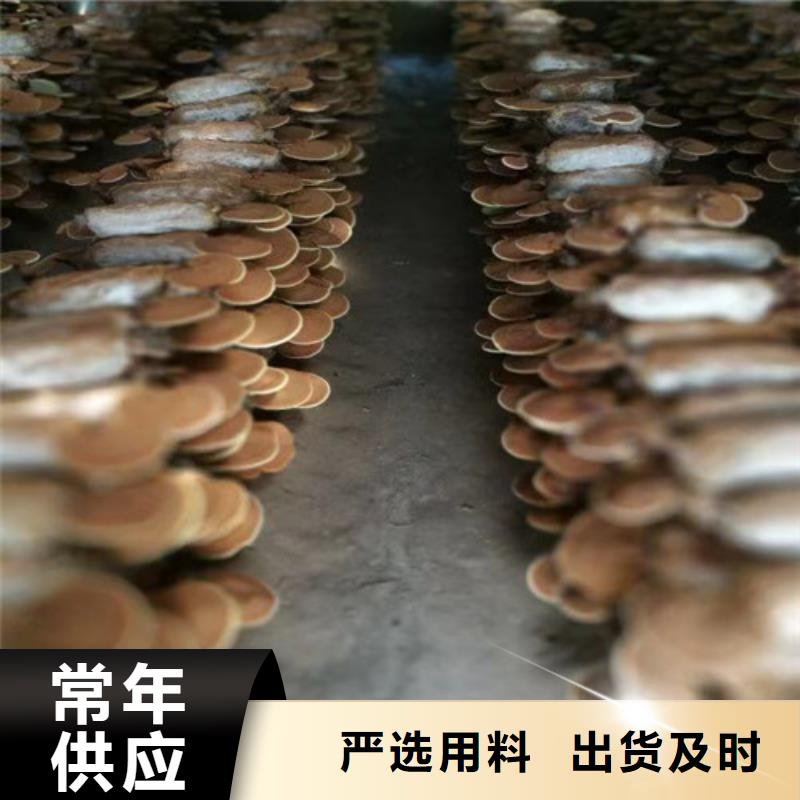 赤灵芝全国发货