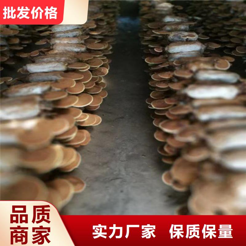 灵芝基地哪里找到