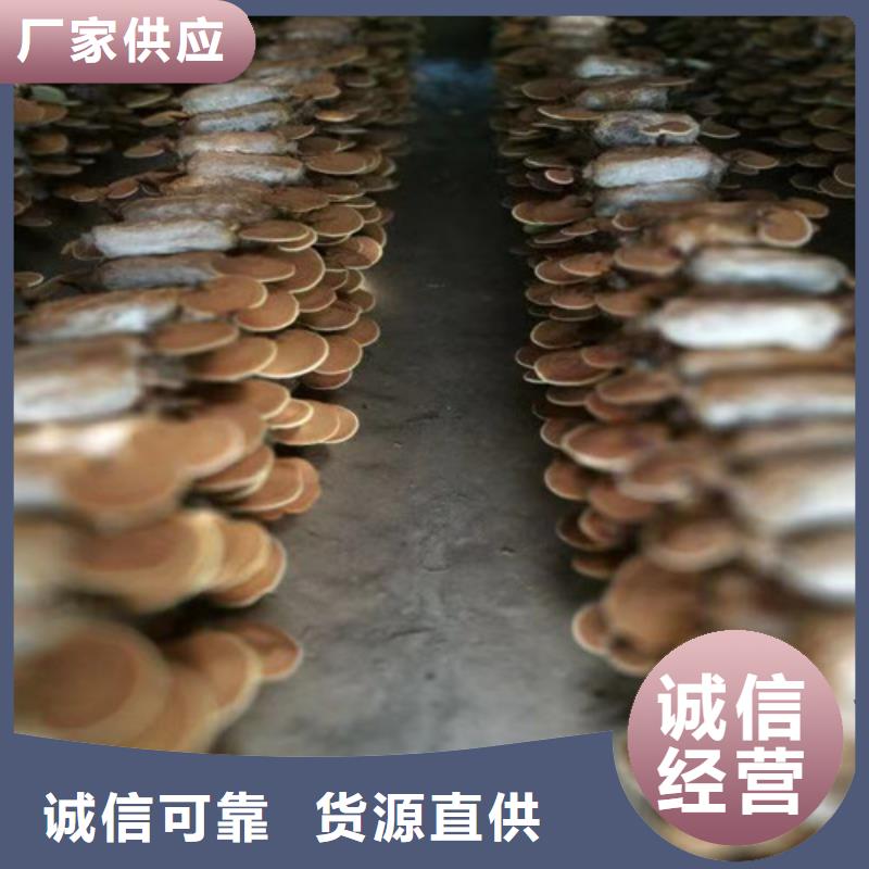 赤灵芝孢子的功效与主治定制价格