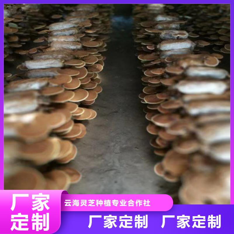 赤灵芝孢子的功效与主治定制价格