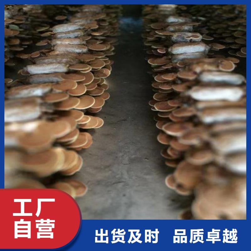 赤灵芝全国发货