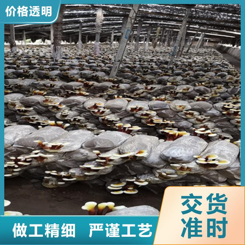 赤灵芝孢子的功效与主治定制价格