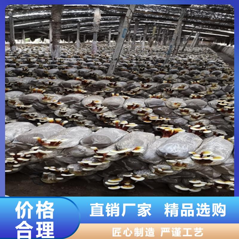 畸形灵芝生产基地