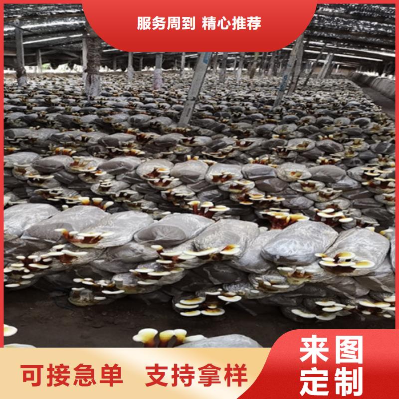 本地灵芝供应商