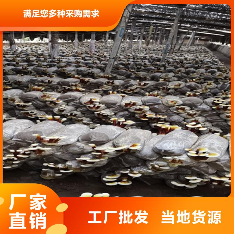 生产3克装孢子粉的生产厂家