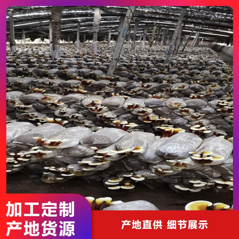 黑灵芝的功效与作用欢迎订购