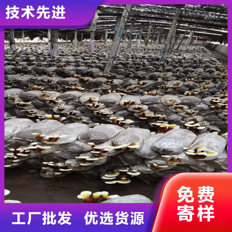 赤灵芝孢子的功效与主治定制价格