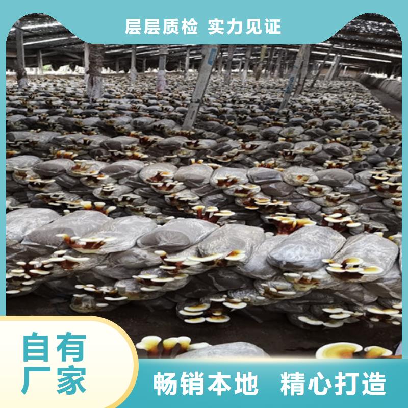 买破壁灵芝孢子粉必看-价格低