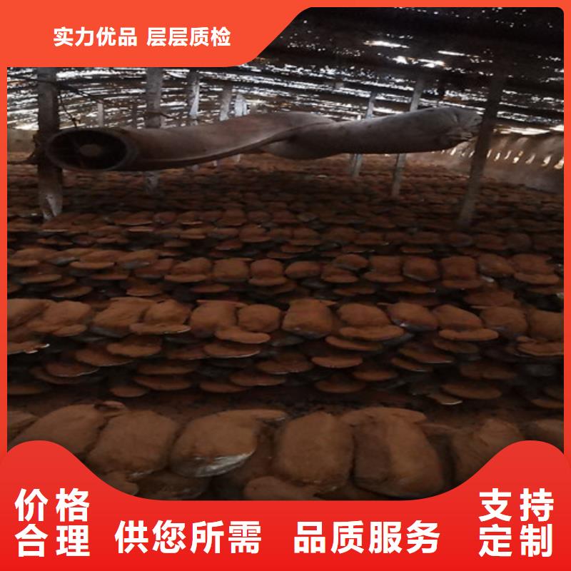 赤灵芝孢子的功效与主治实体厂家