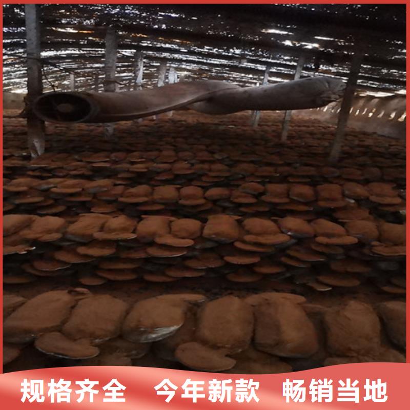 信誉好的灵芝孢子粉厂家_质量保证