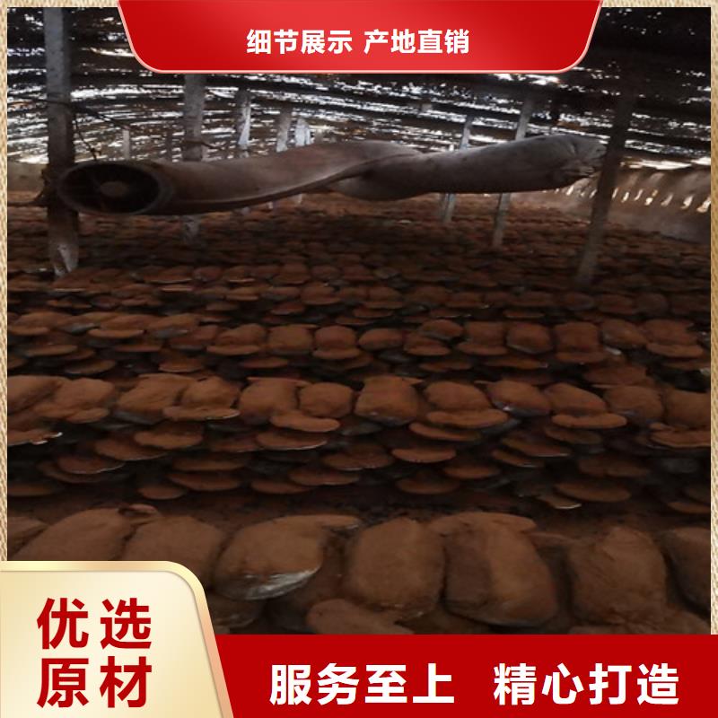 赤灵芝孢子的功效与主治定制价格