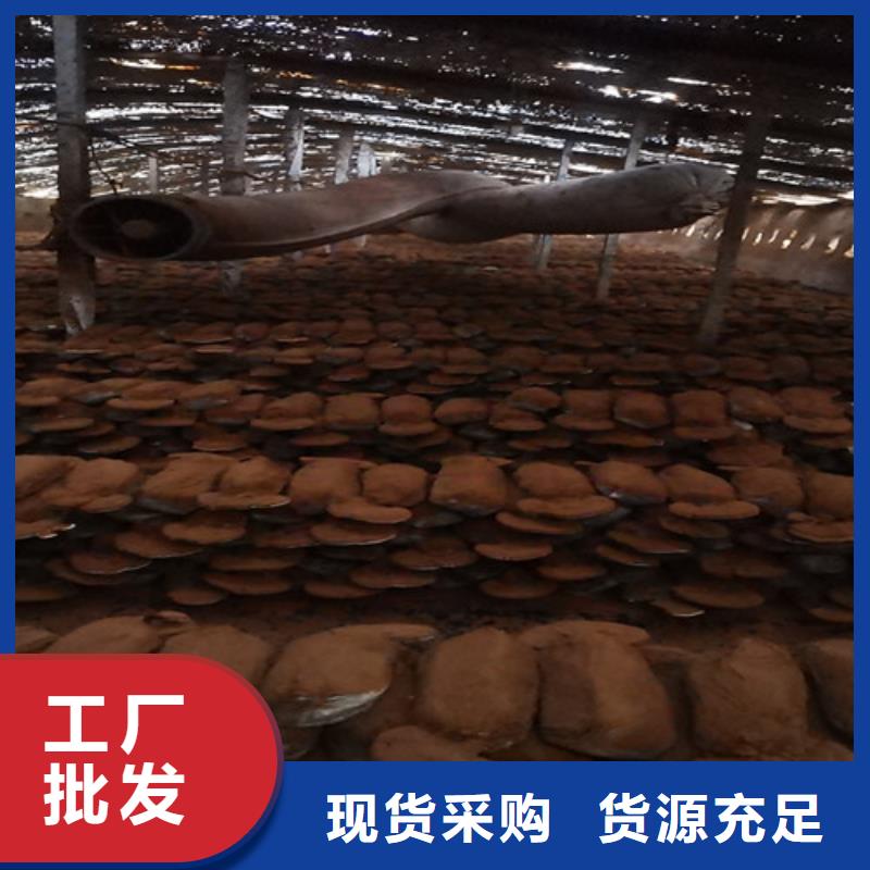 赤灵芝的食用方法价格公道