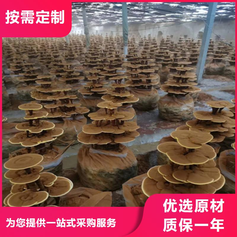 灵芝孢子油-多年经验造就好品质