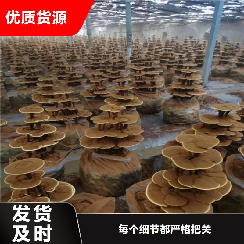 灵芝孢子油-多年经验造就好品质