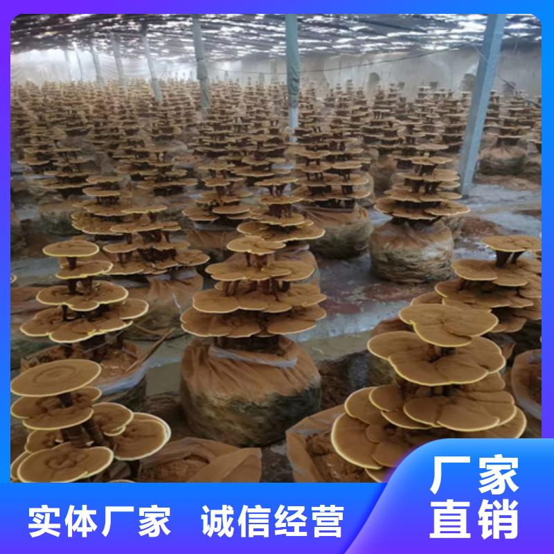 赤灵芝孢子的功效与主治定制价格