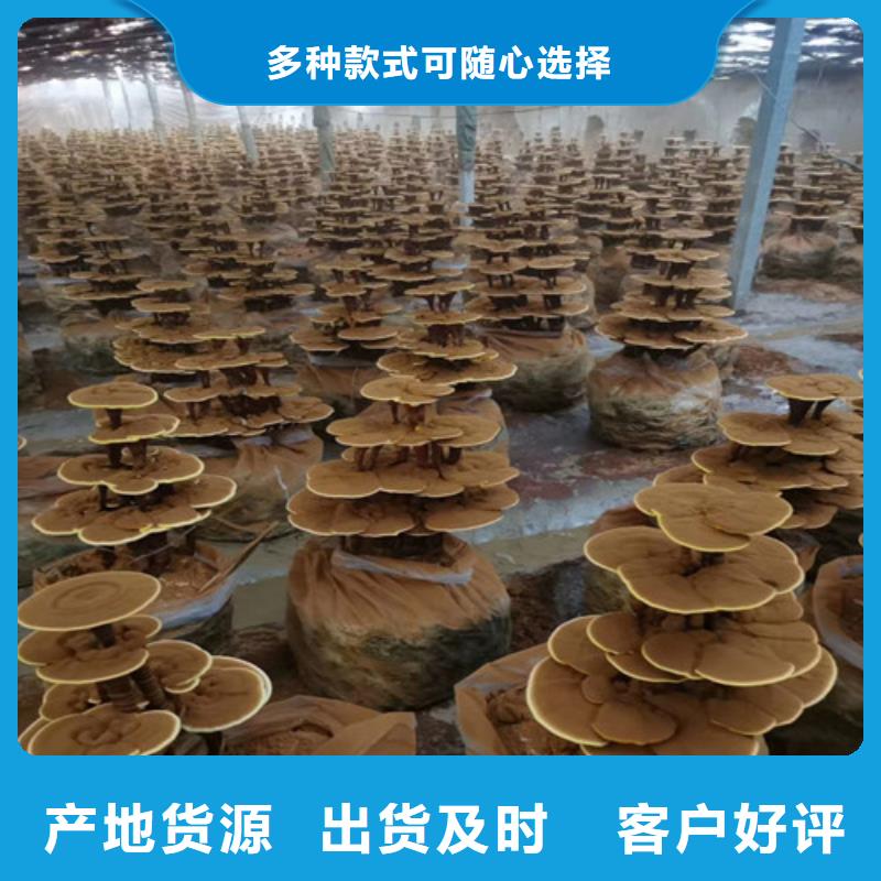 黑灵芝种植基地